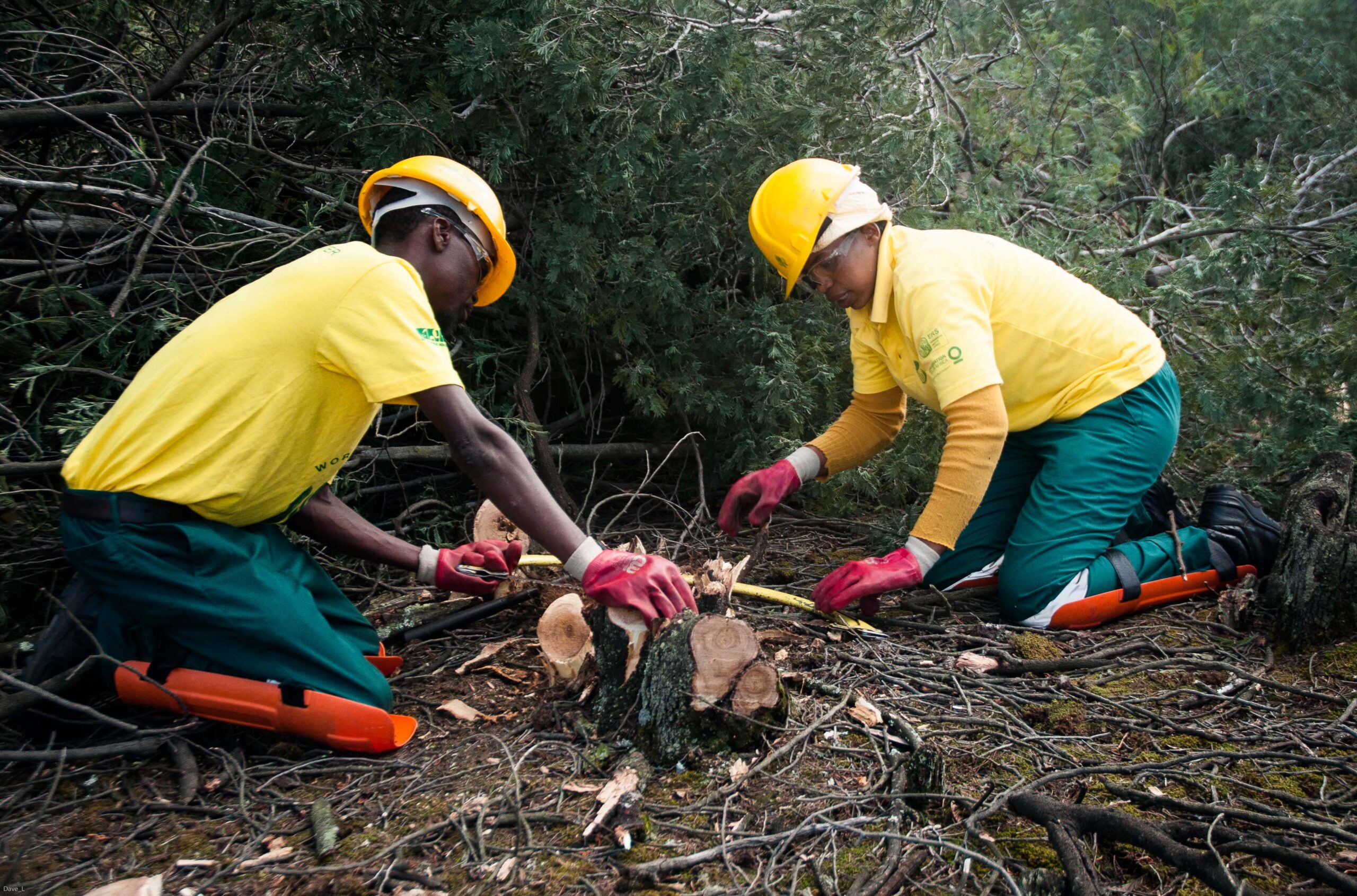 CREATING JOBS FROM WOODY BIOMASS IN SOUTH AFRICA