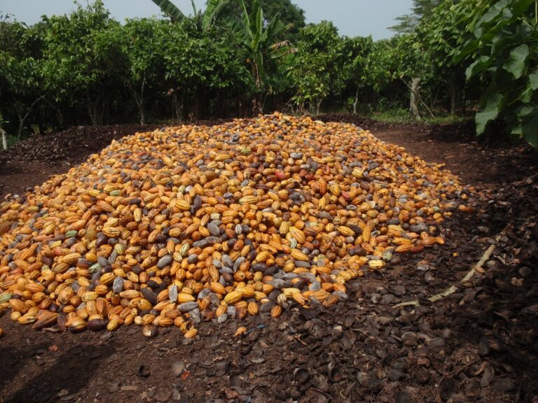 Cocoa pods most impact on climate - Partners for Innovation