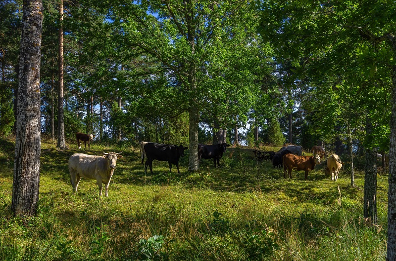 Agroforestry